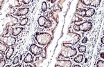 TRIM28 Antibody in Immunohistochemistry (Paraffin) (IHC (P))