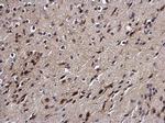 DPF2 Antibody in Immunohistochemistry (Paraffin) (IHC (P))