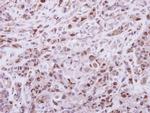 DPF2 Antibody in Immunohistochemistry (Paraffin) (IHC (P))