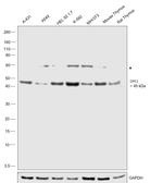 DPF2 Antibody in Western Blot (WB)