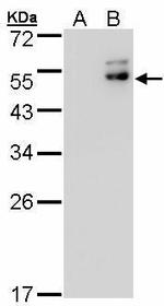 DPF2 Antibody in Western Blot (WB)