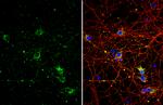 NGFR Antibody in Immunocytochemistry (ICC/IF)