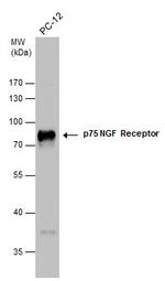 NGFR Antibody in Western Blot (WB)