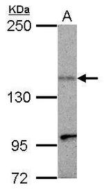 KIF1C Antibody in Western Blot (WB)