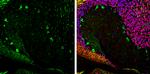 Aldolase C Antibody in Immunohistochemistry (Frozen) (IHC (F))