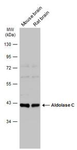 Aldolase C Antibody in Western Blot (WB)