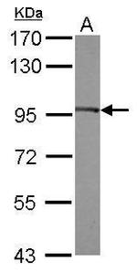 EEF2 Antibody in Western Blot (WB)