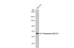 PSMD3 Antibody in Western Blot (WB)