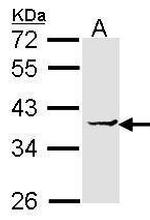 EEF1D Antibody in Western Blot (WB)