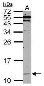 HSPE1 Antibody in Western Blot (WB)