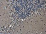 EEF1A2 Antibody in Immunohistochemistry (Paraffin) (IHC (P))