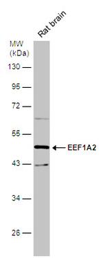 EEF1A2 Antibody in Western Blot (WB)