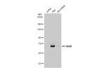 RelB Antibody in Western Blot (WB)