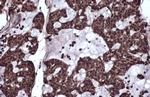 RelB Antibody in Immunohistochemistry (Paraffin) (IHC (P))