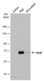 RelB Antibody in Western Blot (WB)