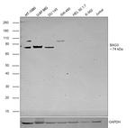 BAG3 Antibody in Western Blot (WB)