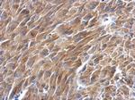 BAG2 Antibody in Immunohistochemistry (Paraffin) (IHC (P))