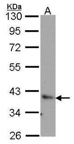 BAG1 Antibody in Western Blot (WB)