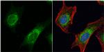 DVL3 Antibody in Immunocytochemistry (ICC/IF)