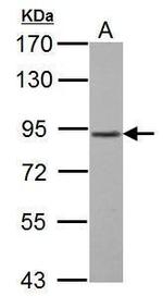 GABBR1 Antibody in Western Blot (WB)