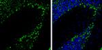 PKC gamma Antibody in Immunohistochemistry (Frozen) (IHC (F))