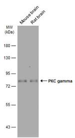 PKC gamma Antibody in Western Blot (WB)