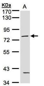 PKC gamma Antibody in Western Blot (WB)