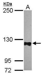 PTPN12 Antibody in Western Blot (WB)