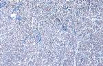 GABPA Antibody in Immunohistochemistry (Paraffin) (IHC (P))