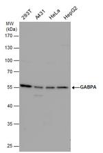 GABPA Antibody in Western Blot (WB)