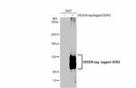 DDR2 Antibody in Western Blot (WB)