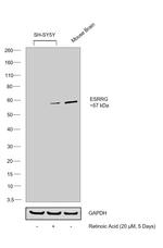 ESRRG Antibody