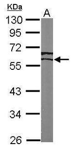 ESRRG Antibody in Western Blot (WB)