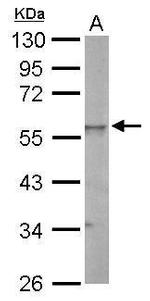 ESRRG Antibody in Western Blot (WB)