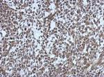 MDC1 Antibody in Immunohistochemistry (Paraffin) (IHC (P))