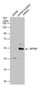 WTAP Antibody in Western Blot (WB)