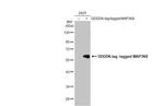 TPL2 Antibody in Western Blot (WB)