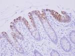 Biglycan Antibody in Immunohistochemistry (Paraffin) (IHC (P))