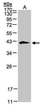 Biglycan Antibody in Western Blot (WB)