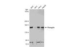 BRPF1 Antibody in Western Blot (WB)