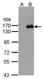 BRPF1 Antibody in Western Blot (WB)