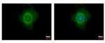 DDX6 Antibody in Immunocytochemistry (ICC/IF)