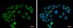 ISL1 Antibody in Immunocytochemistry (ICC/IF)