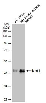 ISL1 Antibody in Western Blot (WB)