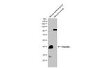 HSD3B2 Antibody in Western Blot (WB)