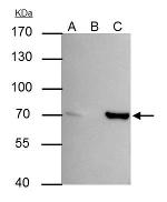 SHP-1 Antibody in Immunoprecipitation (IP)