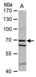 SHP-1 Antibody in Western Blot (WB)