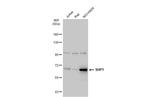 SHP-1 Antibody in Western Blot (WB)