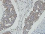 NMI Antibody in Immunohistochemistry (Paraffin) (IHC (P))