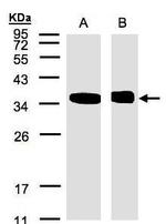 NMI Antibody in Western Blot (WB)